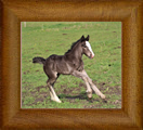 Northern Lights Ricochet ~ 2019 ~ Chywoon Remington x Sweet Cocoa Mare ~ Sold